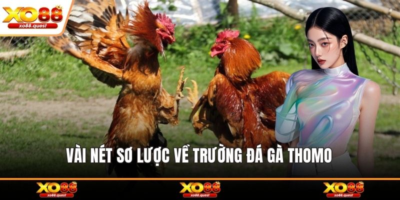 Vài nét sơ lược về trường đá gà thomo 